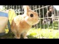 うさぎのモキュ様 はじめてのうさんぽ＾ω＾