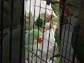 parrot market update