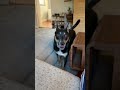 so good at fetch #dog #puppy #dogshorts #doggo #goodboy #pets #germanshepherd #youtubedogs #youtubes