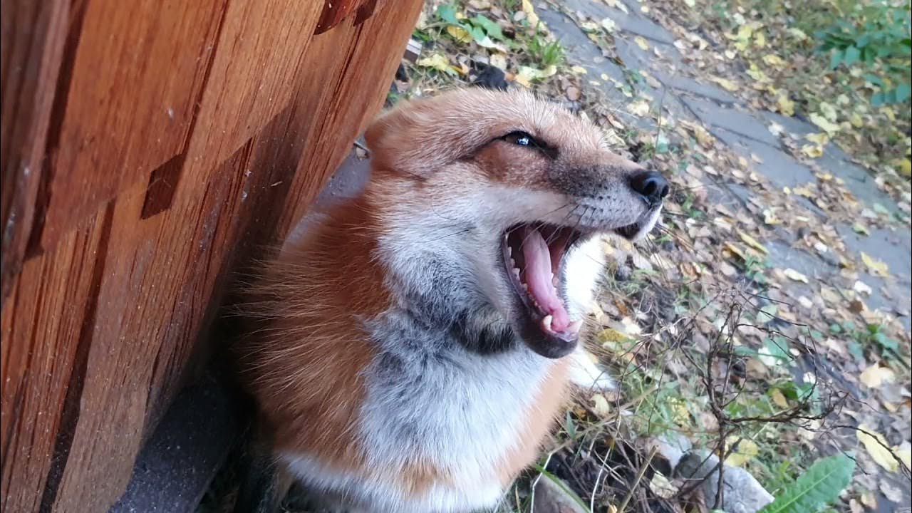 Лиса разбор. Лиса разбор. Новолисье. Новолисье. Лисьи разбор.