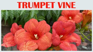 calm journey into the realm of beautiful trumpet vine, trumpet creeper, campsis radicans, tour