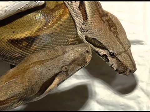 Video: Boa constrictor común: foto y descripción, hábitat