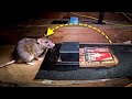 The BEST way to remove rats in an attic...fast.