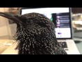 Stella the Starling Talking to the Camera