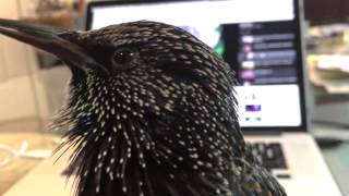 Stella the Starling Bird Talking and whistling to the Camera Resimi