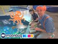 BLIPPI em Português! | Blippi Visita um Aquário (Ody Aquarium)! | Vídeos Educativos