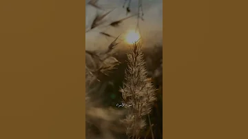 و ق ض ى ر ب ك أ ل ا ت ع ب د وا إ ل ا إ ي اه و ب ال و ال د ي ن سورة الإسراء علي جابر 