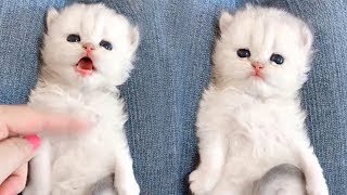 Funny and Cute Cats And Dogs Video 2019 - FunnyVines