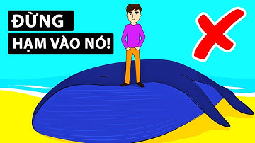 Tại Sao Xác Chết Cá Voi Rất Nguy Hiểm
