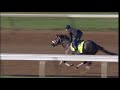 Oxbow works out at Churchill Downs 4.22.13