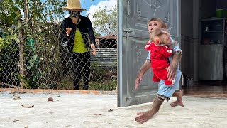 So cute! TAKA carries little monkey Tiki to look for Mom