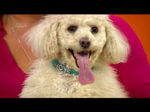 რომელია ყველაზე ჭკვიანი ძაღლის ჯიშები