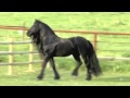 Friesian Stallion - Magnificent