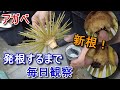 【アガベ】根が再生するまでを毎日観察。古根を処理して新しい根を作り直す。【Agave】【多肉植物】【園芸】