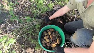 5 Crops for HEALTHY Self Reliance