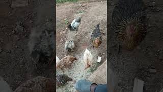 free range local chicken farming