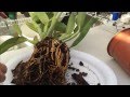 Cattleya Orchid Care: Tips on How to repot a Large Unruly Cattleya Orchid with lots of Roots