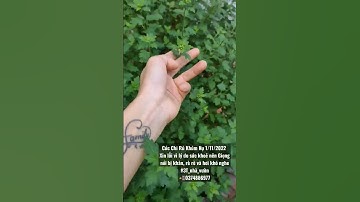 [3T_TV] Cúc chi rủ, Cây giống cúc chi rủ,Hoa cúc chi rủ 2022 #Cúc_chi_rủ #caygiongcucchiru