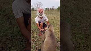 I Never Expected This From A Langur 😳🐒!