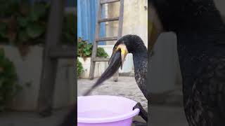 Cormorants Love To Eat Fresh Fish