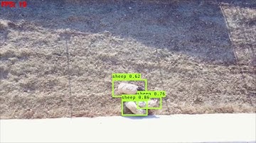 Drone Object Detection on Sheep Dataset trained with YOLO