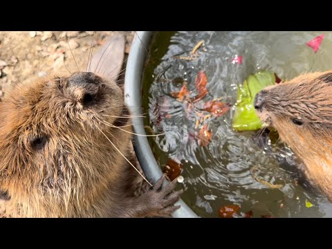 SUPER BEAVER あなた Another ver SUPER BEAVER『あなた』MV（Trailer） - YouTube