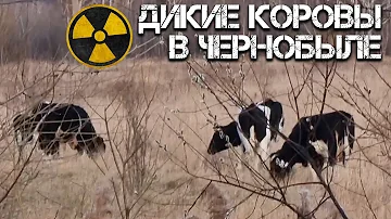 Дикие коровы в Чернобыле - они реально существуют? Уникальные животные Чернобыльской Зоны Отчуждения