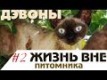 #2 Жизнь вне питомника  - Девон рекс из питомника Девон рексов