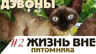 #2 Жизнь вне питомника - Девон рекс из питомника Nefertee #2 Жизнь вне питомника - Девон рекс из питомника Nefertee