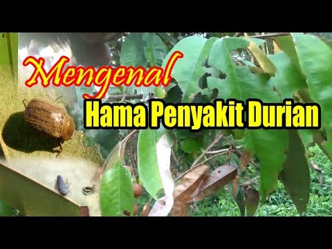 Video: Ehmeya Adalah Pejuang Yang Berani. Penjagaan, Penanaman, Pembiakan. Penyakit Dan Perosak. Jenis. Foto