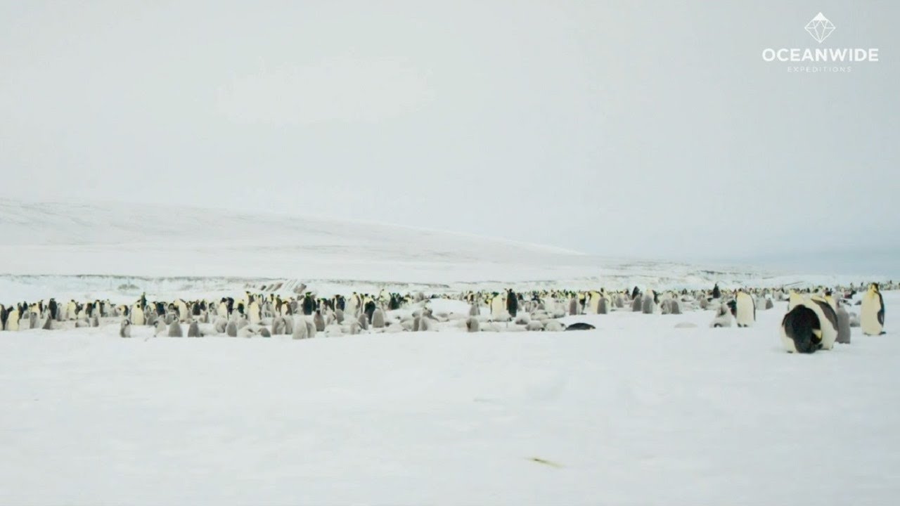ウェッデル海 - コウテイペンギン探索クルーズ_南極旅行