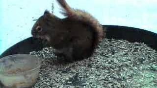 Alaska Red Squirrel
