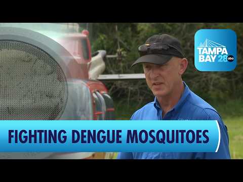 Tampa Helicopters Spray to Combat Dengue-Carrying Mosquitoes