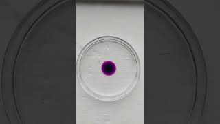 Diffusion of potassium permanganate #chemistry #class #experiment #practical #practicalchemistry