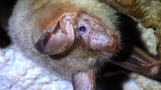 Murcielago ratonero grande Myotis myotis Greater Mouse-eared Bat