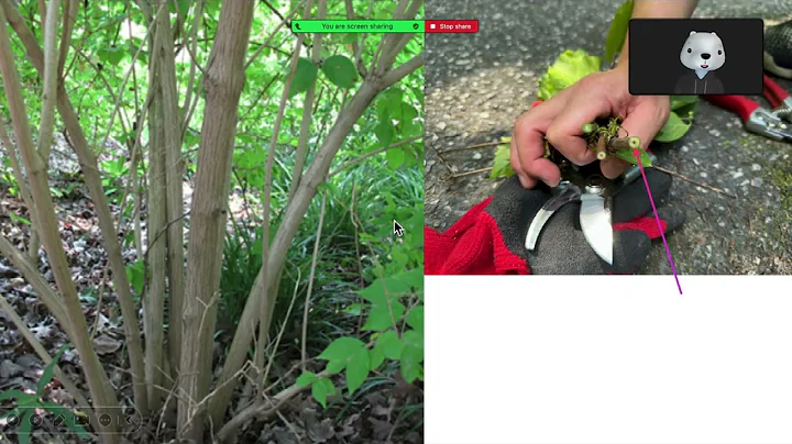 How to identify non-native invasive species---Honeysuckle and dogwood