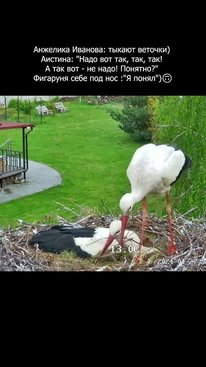 Анжелика, спасибо за идею 🤗🤗🤗 #брестскийаист #birds #stork #брест # ...
