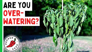 Are You OverWatering Your Pepper Plants? Pepper Geek