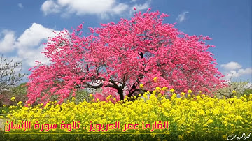 القارئ عمر الدريويز يتلو سورة الإنسان