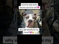 💔 The XL Bully Ban Didn't Just Take Her Freedom... It Took Her Friendships Too ❤️⭐ #dogrescue
