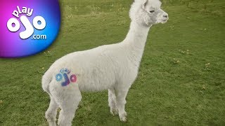 Playojo - Find Your Ojo At The Fair Casino 10 Bonuses Paid In Cash