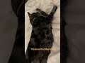 The Great Bed Migration #pet #cute #foryou #fypage #viral #animals #cat #catlife #shorts #fyp #love
