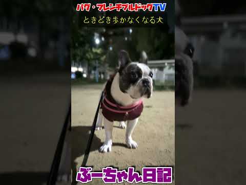 なんで? ときどき歩かなくなる犬 飼い主が好きすぎるフレンチブルドッグ『ぶーちゃん日記』 #フレンチブルドッグ #dog #pets #フレンチブル #犬のいる生活 #フレブルのいる暮らし