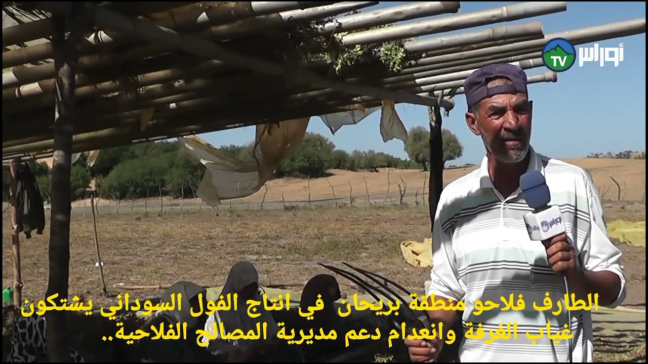 🔴#الطارف : فلاحو منطقة ( بريحان ) في انتاج الفول السوداني.