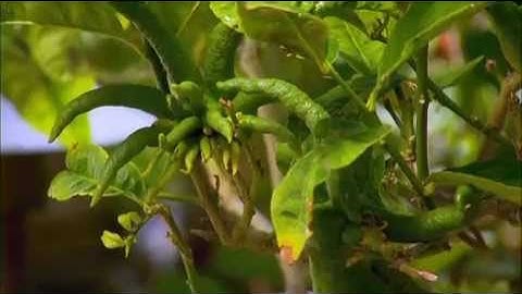 The Garden Gurus - Growing Citrus