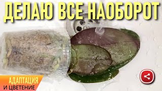 видео: ПОЧЕМУ НА САМОМ ДЕЛЕ ГИБНУТ ОРХИДЕИ? ДЕЛАЮ ВСЁ НЕ ПО ПРАВИЛАМ И ПОКАЗЫВАЮ РЕЗУЛЬТАТ! АДАПТАЦИЯ 100%! картинка: ПОЧЕМУ НА САМОМ ДЕЛЕ ГИБНУТ ОРХИДЕИ? ДЕЛАЮ ВСЁ НЕ ПО ПРАВИЛАМ И ПОКАЗЫВАЮ РЕЗУЛЬТАТ! АДАПТАЦИЯ 100%!