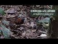 Cordillera Azul Antbird (Myrmoderus eowilsoni) in Plataforma / Flor de Café, San Martin - Peru