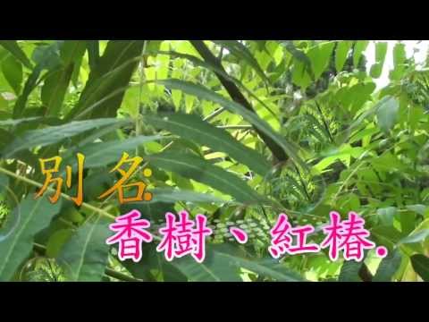 介紹常見植物及民間常用青草藥 香椿 別名香樹、紅椿、