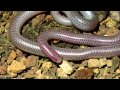 view What on Earth Are Blind Snakes? digital asset number 1