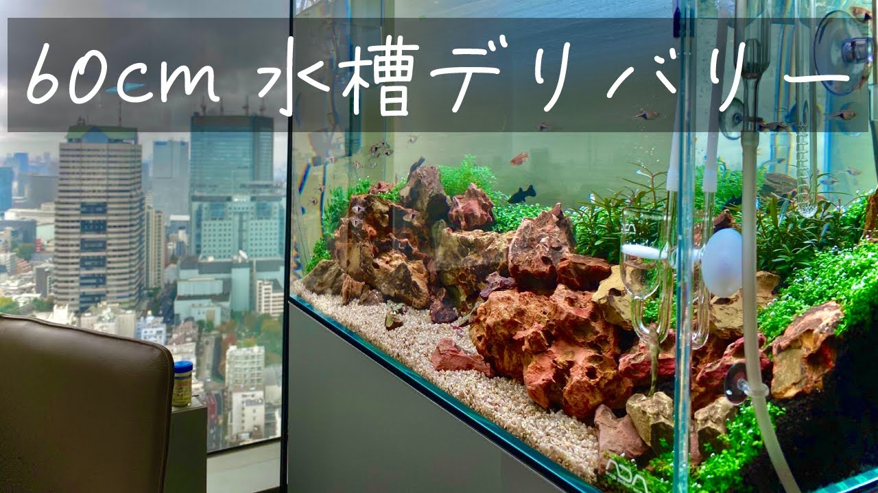 セドナ水槽】60cm水草レイアウト水槽！受注〜デリバリー in地球#15